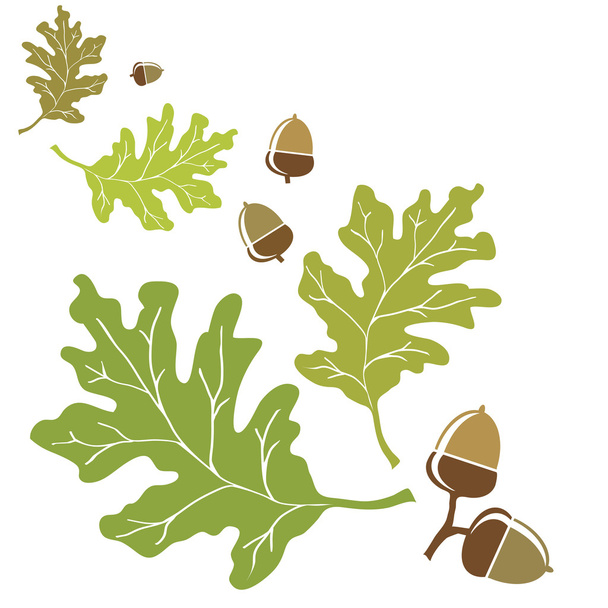 Oak leaves and acorns - Vector, Image