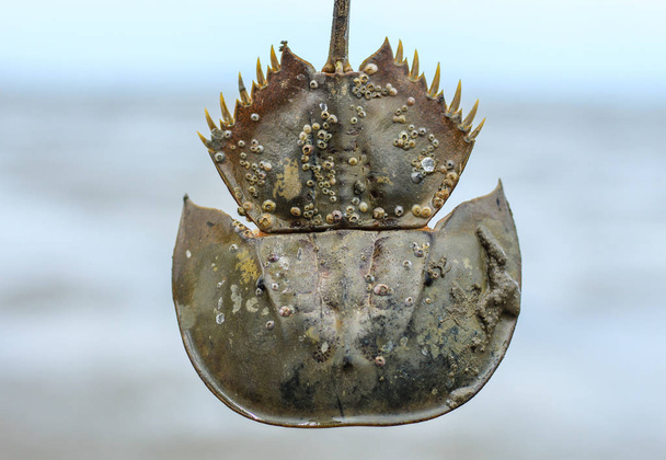 Морський гребінець на підкова краб в море. - Фото, зображення
