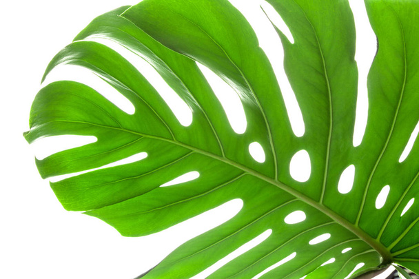πράσινο φύλλο φυτού Μονστέρα σε λευκό φόντο - Φωτογραφία, εικόνα