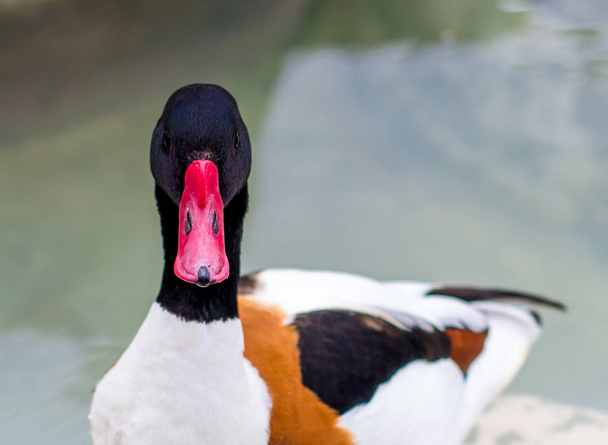 Close-up portrait of Common Shelduck swimming in a lake with soft light blue water background and natural afternoon sun light, bird looking in the camera - Foto, Imagem