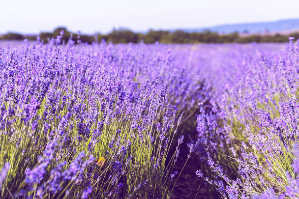 Beautiful violet Lavender Field in the summer - Фото, изображение
