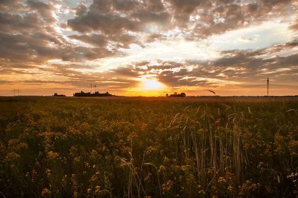Field with yellow flowers at sunset. The presenter of the fields, the pleasant quiet atmosphere of the evening in nature. - Fotografie, Obrázek