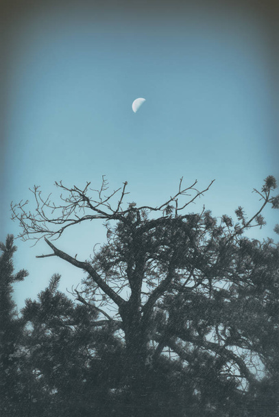 Moon over the silhouette of a lonely branchy tree. - Foto, Bild