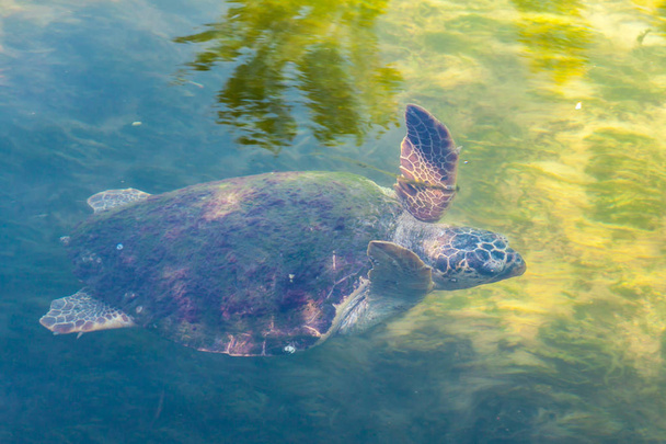 Большая морская черепаха в Средиземном море
 - Фото, изображение