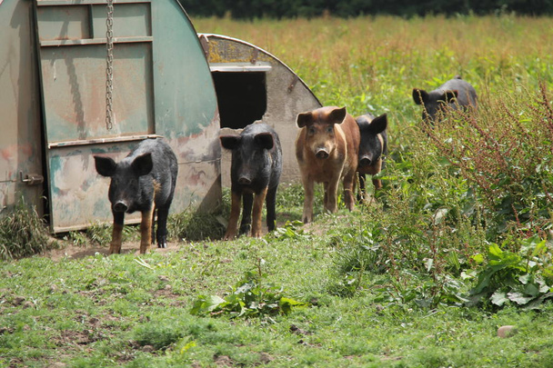 eine Gruppe Bauernschweine und ihre metallenen Unterstände. - Foto, Bild