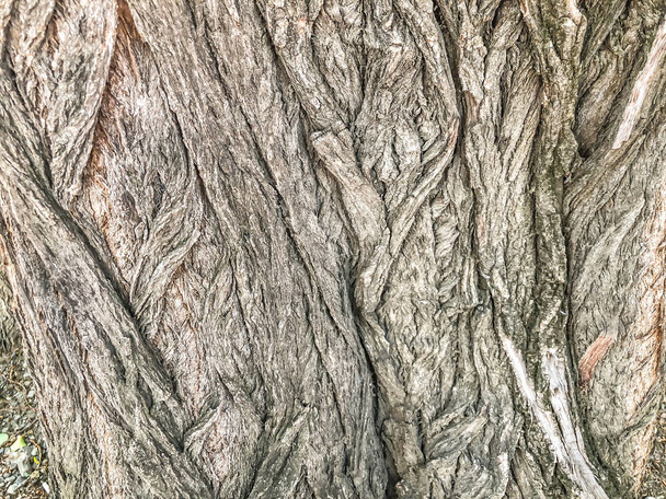 Beautiful old tree in the street. Texture background close up view - Foto, Imagem