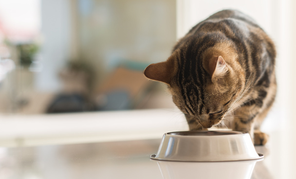 Красива котяча кішка їсть на металевій мисці. Мила домашня тварина
. - Фото, зображення