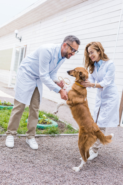 two veterinarians playing with dog on yard at veterinary clinic - Fotografie, Obrázek