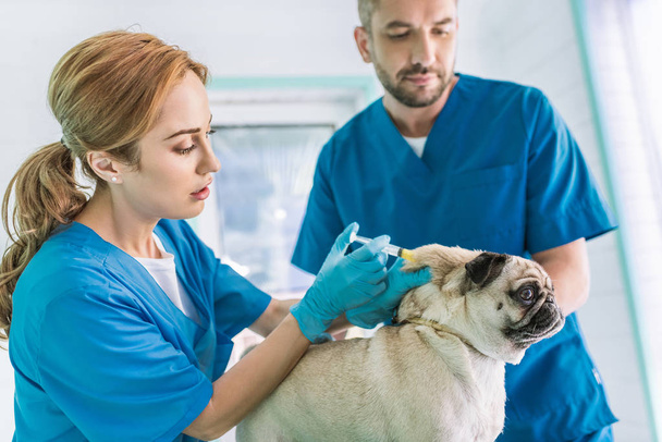 two veterinarians making vaccination to pug dog at veterinary clinic - Photo, Image