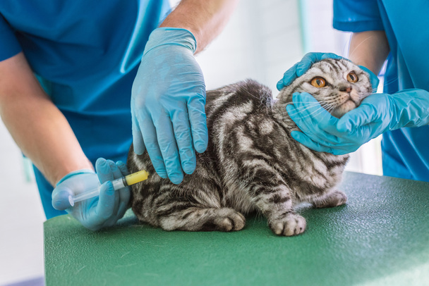 image recadrée de deux vétérinaires faisant la vaccination au chat à poil court britannique à la clinique
 - Photo, image
