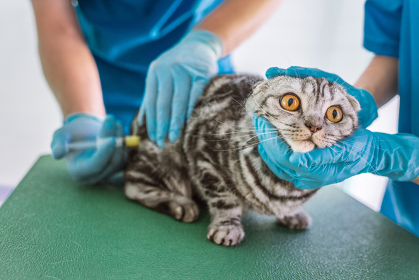クリニックでのブリティッシュショートヘアの猫に注射を作る 2 つの獣医師の画像をトリミング - 写真・画像