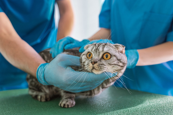 動物病院で、ブリティッシュショートヘアの猫を押し 2 つの獣医師の画像をトリミング - 写真・画像