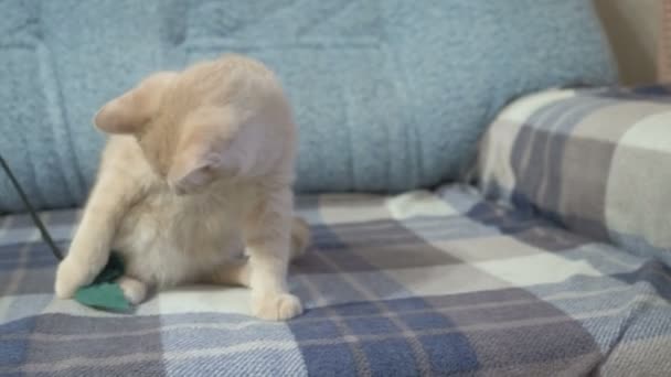 Cute peachy cat playing with toy on sofa. - Filmati, video