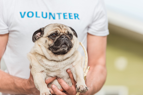 immagine ritagliata di volontario di animali rifugio tenendo cane carlino divertente
 - Foto, immagini