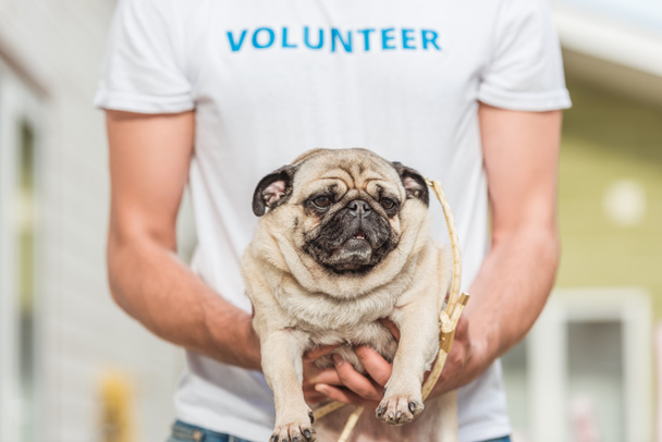 обрезанное изображение добровольца приюта для животных с собакой-мопсом
 - Фото, изображение