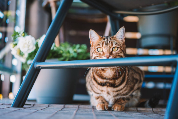 Beautiful bengal cat playing on the balcony, washing himself, feeling sleepy or playful. Little tiger. - Valokuva, kuva