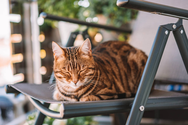 Beau chat bengale jouant sur le balcon, se lavant, se sentant endormi ou ludique. Petit tigre
. - Photo, image