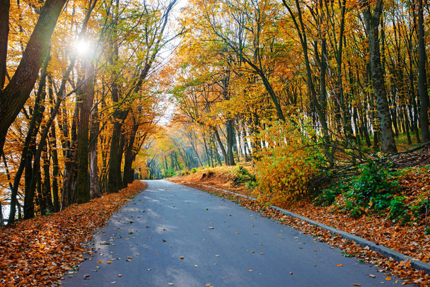 Paisaje luminoso y pintoresco de nueva carretera a través de árboles auttumn con hoja naranja y amarilla caída
. - Foto, imagen