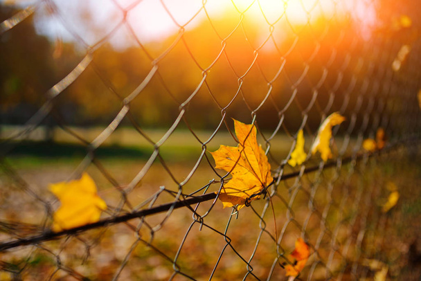 Close up metallic net-shaped fence from wire with autumn leaf stucked in it on a background of blur city. - Photo, Image