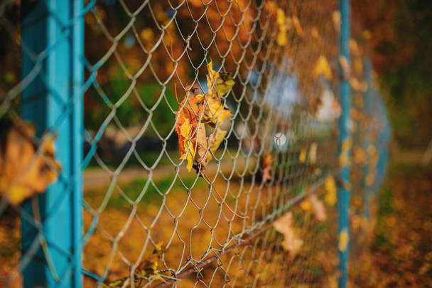 Close up metallic net-shaped fence from wire with autumn leaf stucked in it on a background of blur city. - Photo, Image