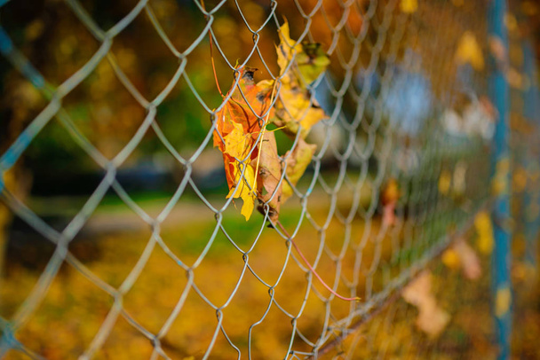 Закрыть металлическую сетчатую ограду из проволоки с осенним листом, застрявшим в ней на фоне размытого города
. - Фото, изображение
