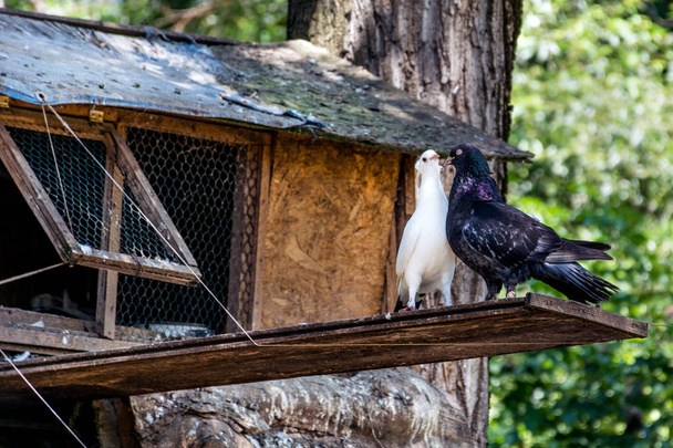 Twee duiven in een Romaans tegenover een vogelhuisje in de schaduw van een boom. Houten duiventil met liefde voor mooie duiven. Close-up, selectieve aandacht - Foto, afbeelding