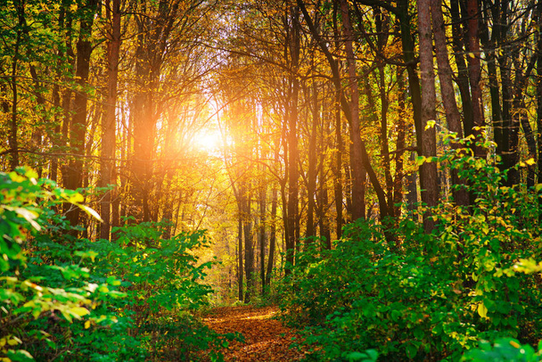 Světlé a barevné krajina podzimní lesní stezka pokryta listí. - Fotografie, Obrázek