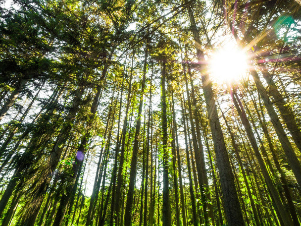 Beautiful view looking through an evergreen forest at tall slender pine tree trunks with the sun peering through the branches above on a warm summer morning. - Photo, Image