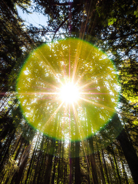 Starburst όμορφο και φωτεινό ήλιο που λάμπει μέσα από το αειθαλές δέντρο κλαδιά παραπάνω και ακτινοβολεί προς τα έξω με το πορτοκαλί και το κίτρινο φωτοστέφανα ή δαχτυλίδια σε ένα ζεστό καλοκαιρινό πρωί. - Φωτογραφία, εικόνα