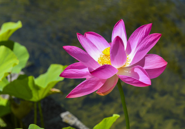 Lotusbloem van de prachtige Indische (Nelumbo nucifera) - Foto, afbeelding
