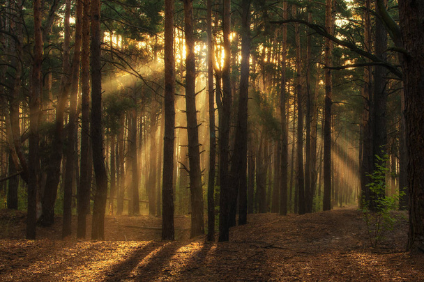 Spaziergang im Wald. Morgen. Sonnenstrahlen. - Foto, Bild