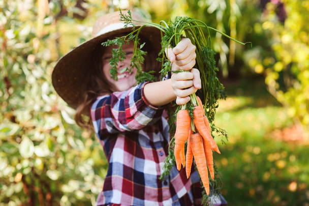 happy farmer child girl picking fresh home growth carrot harvest from own garden. Seasonal autumn and summer work. - 写真・画像