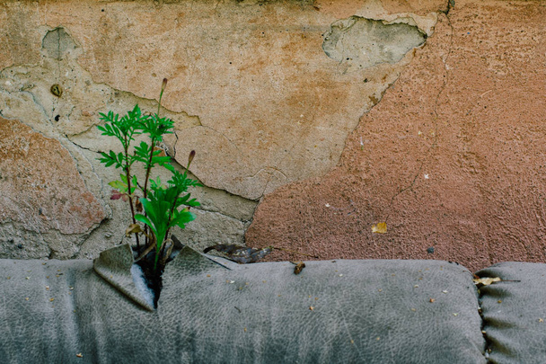 de planten gekiemde via de stoffering van de Bank, de oude verlaten leerbank op straat op de gevel van het verwoeste huis - Foto, afbeelding