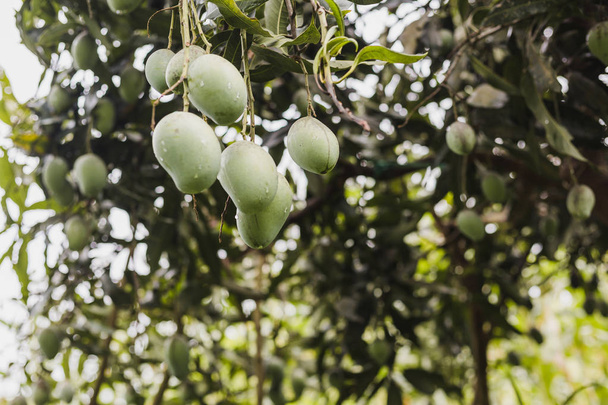 Closeup πράσινο μάνγκο κρέμονται στα Ιμαλάια, πεδίο μάνγκο, μάνγκο αγρόκτημα. Γεωργικών έννοια, την έννοια της γεωργικής βιομηχανίας. - Φωτογραφία, εικόνα