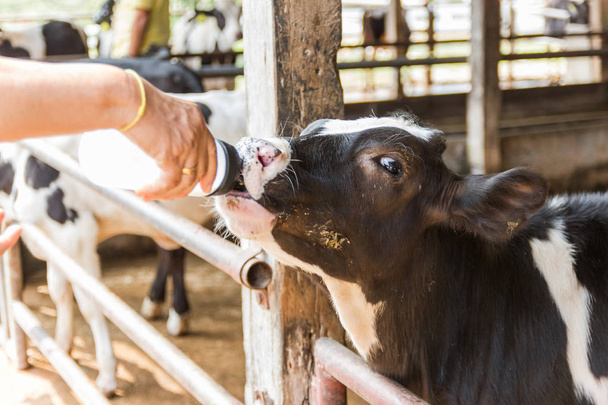 Closeup - Baby cow feeding on milk bottle by hand man in Thailand rearing farm. - Photo, Image