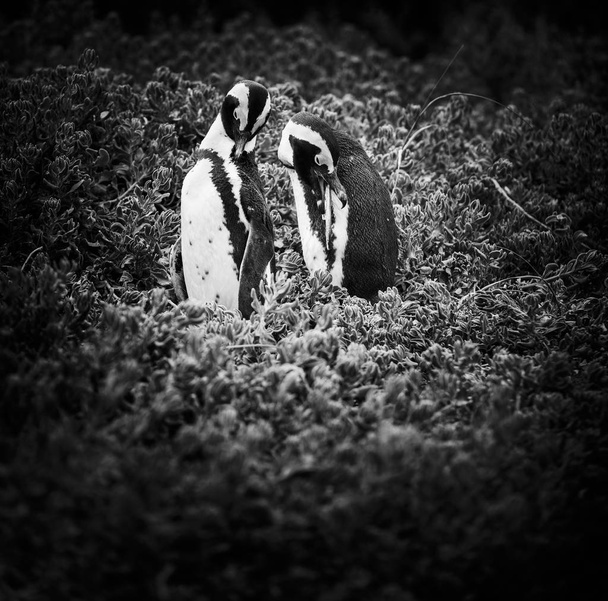 An African Penguin couple (spheniscus demersus) in South Africa in black and white - Photo, Image