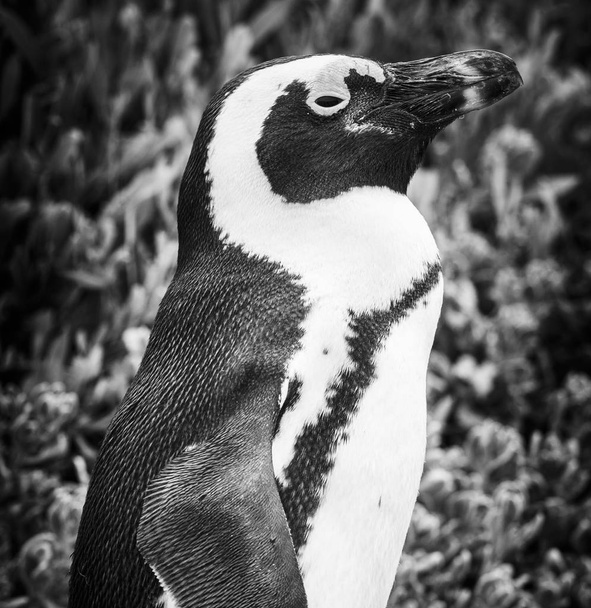 eine Nahaufnahme eines afrikanischen Pinguins (spheniscus demersus) in seiner natürlichen Umgebung in Kapstadt, Südafrika in schwarz-weiß - Foto, Bild