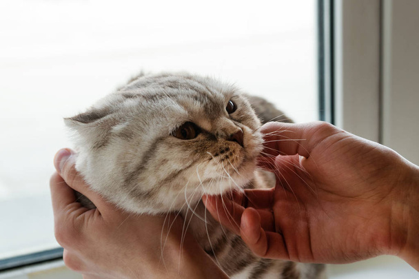 Hand of owner stroking gray tabby Scottish fold cat. - Foto, afbeelding