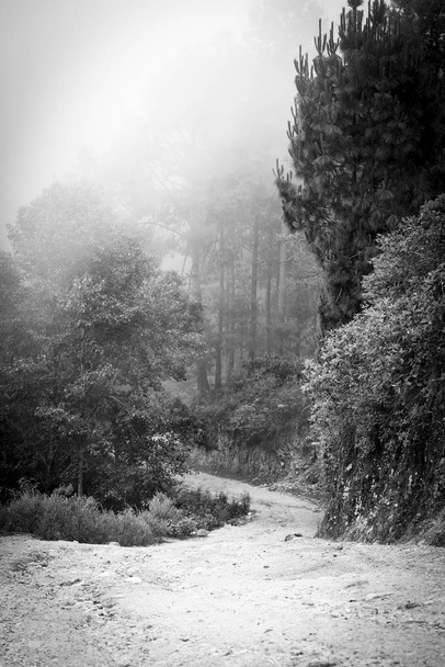 Bosque brumoso con niebla entre los árboles en Guatemala en blanco y negro
 - Foto, Imagen