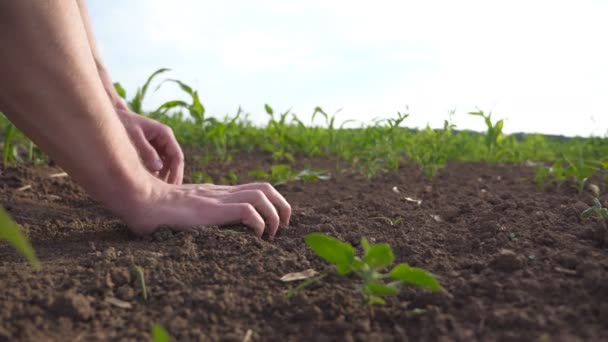 農家の男性の手は、彼の腕で地面の一握りを保持し、トウモロコシ畑の土壌の肥沃度をチェックします。若い男に触れる彼の手の日の出土地します。農業の概念。ローアングル ビュー スローモーション - 映像、動画