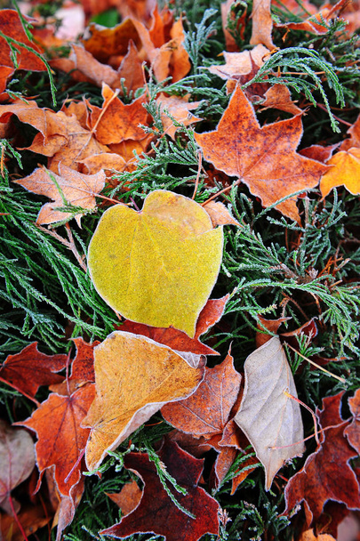 Rime on colorful autumn leaves - Photo, Image