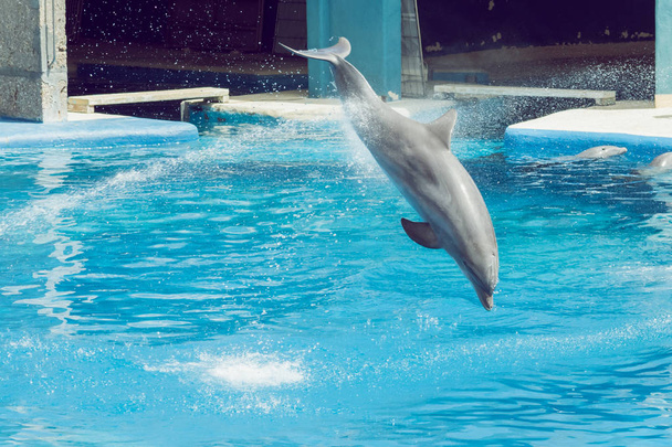 dolphin jumping in an exhibition splashing water - Photo, Image