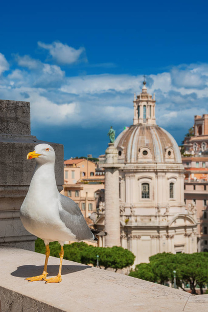 Seagull with Rome city center ancient skyline with baroque dome and Trajan's Column - Foto, afbeelding