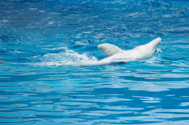 Прыжки дельфинов в воду на выставке
 - Фото, изображение