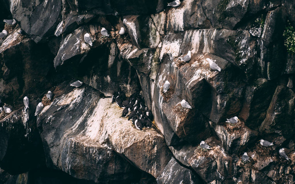 acantilado cubierto de trenzas en iceland. Costa oeste de los acantilados del mar de la península de Snaefellsnes pintoresco
 - Foto, Imagen