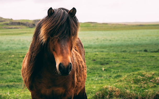 close up of iceland horse with beatiful hair watching into the camera grassland - Foto, Bild