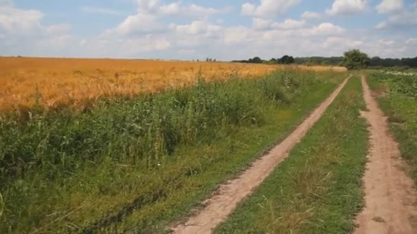 polní cesta poblíž pšeničné pole - Záběry, video