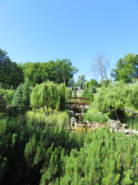 sunny summer view in a beautiful park on a hill with trees and  bushes - Foto, Bild