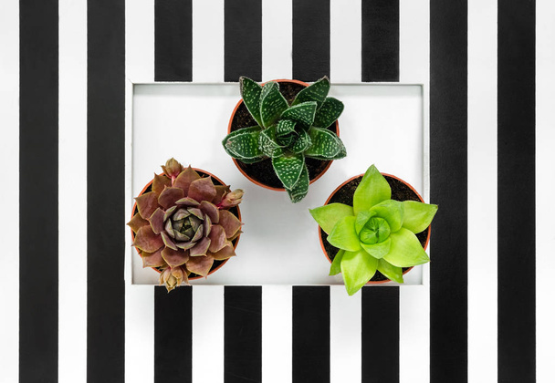 Green succulent plants on black and white striped background. Stylish home decor. - Photo, Image