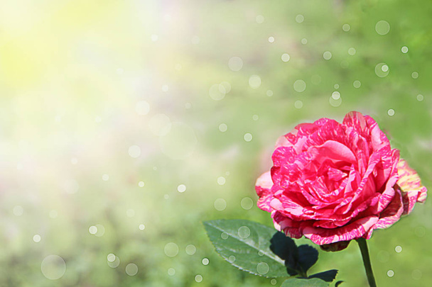 Červené růže v zahradě v sunlights na rozmazané pozadí zelené. Kopírování prostor s přírodním pozadím. Krásná květina růže v paprscích slunce. Květina pro dovolenou. Spase kopírovat text - Fotografie, Obrázek